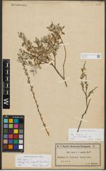 Foto von Salix repens L.